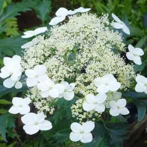Гортензия древовидная (Hydrangea arborescens `Emerald Lace`) С3