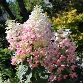 Гортензия метельчатая (Hydrangea paniculata `Angels Blush`) С3