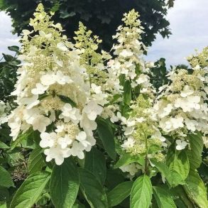 Гортензия метельчатая (Hydrangea paniculata `Big Ben`) С3