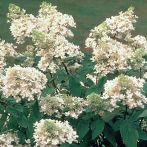 Гортензия метельчатая (Hydrangea paniculata `Brussels Lace`) С3