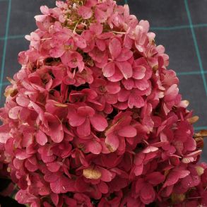 Гортензия метельчатая (Hydrangea paniculata `Candlelight`) С3