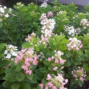 Гортензия метельчатая (Hydrangea paniculata `Dart`s Little Dot`) С5