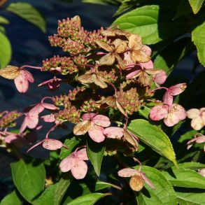 Гортензия метельчатая (Hydrangea paniculata `Dharuma`) С3
