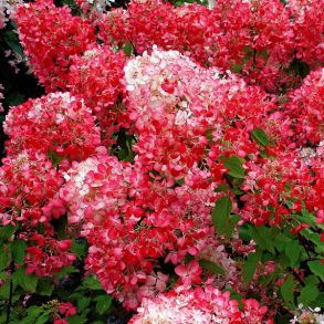 Гортензия метельчатая (Hydrangea paniculata `Diamant Rouge`) С3