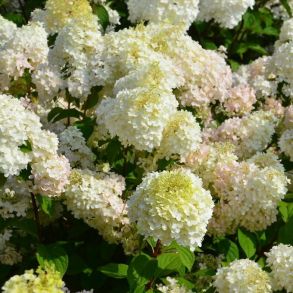 Гортензия метельчатая (Hydrangea paniculata `Diamantino`) С3