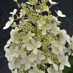 Гортензия метельчатая (Hydrangea paniculata `Dolly`) С3