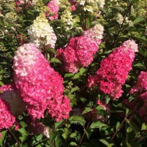 Гортензия метельчатая (Hydrangea paniculata `Fraise Melba`) С3