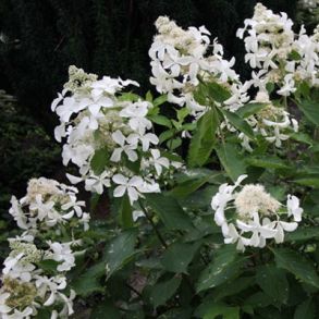 Гортензия метельчатая (Hydrangea paniculata `Levana`) С3