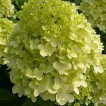 Гортензия метельчатая (Hydrangea paniculata `Limelight`) С3