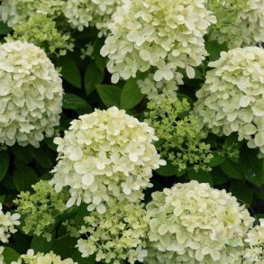 Гортензия метельчатая (Hydrangea paniculata `Mustila`) С5
