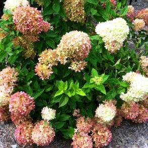 Гортензия метельчатая (Hydrangea paniculata `Perle de Festival`) С3