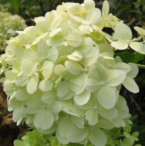 Гортензия метельчатая (Hydrangea paniculata `Perle d`Automne`) С3