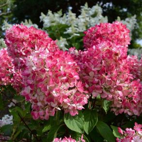Гортензия метельчатая (Hydrangea paniculata `Pink Diamond`) С3