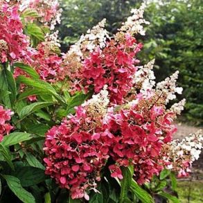 Гортензия метельчатая (Hydrangea paniculata `Pinky Winky`) С3