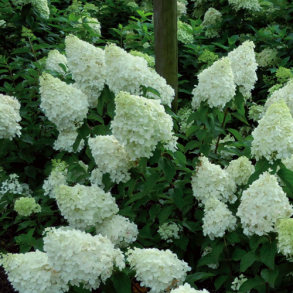Гортензия метельчатая (Hydrangea paniculata `Polar Bear`) С3