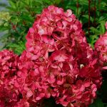 Гортензия метельчатая (Hydrangea paniculata `Prim Red`) С3