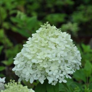 Гортензия метельчатая (Hydrangea paniculata `Selection`) С3