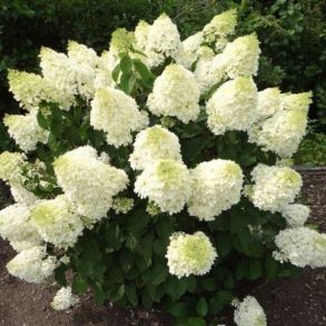 Гортензия метельчатая (Hydrangea paniculata `Silver Dollar`) С3