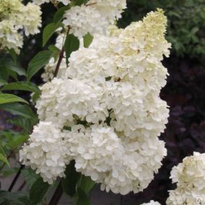 Гортензия метельчатая (hydrangea paniculata `Unique`) С5