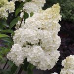 Гортензия метельчатая (hydrangea paniculata `Unique`) С5