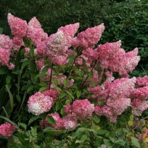 Гортензия метельчатая (Hydrangea paniculata `Vanille Fraise`) С3