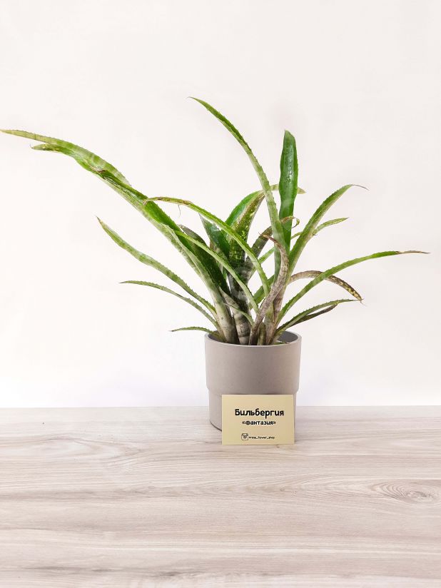 Бильбергия Фантазия