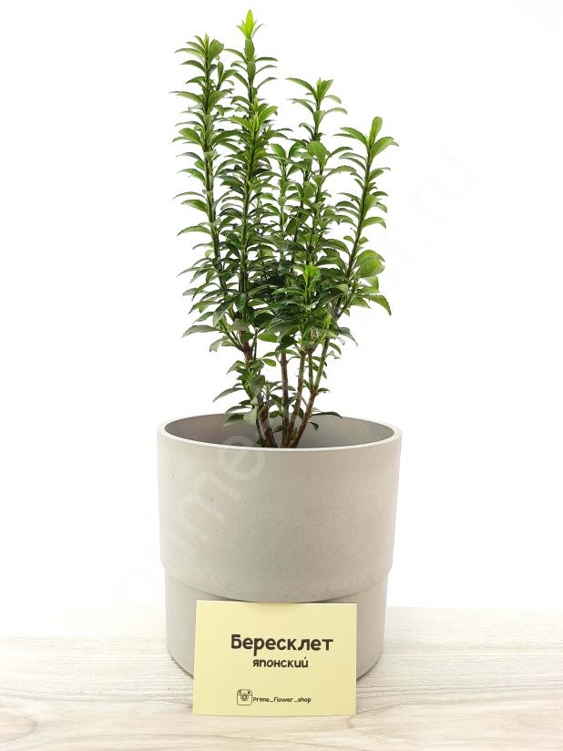 Бересклет Японский