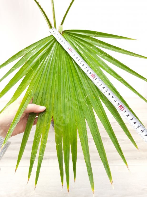 Пальма Вашингтония