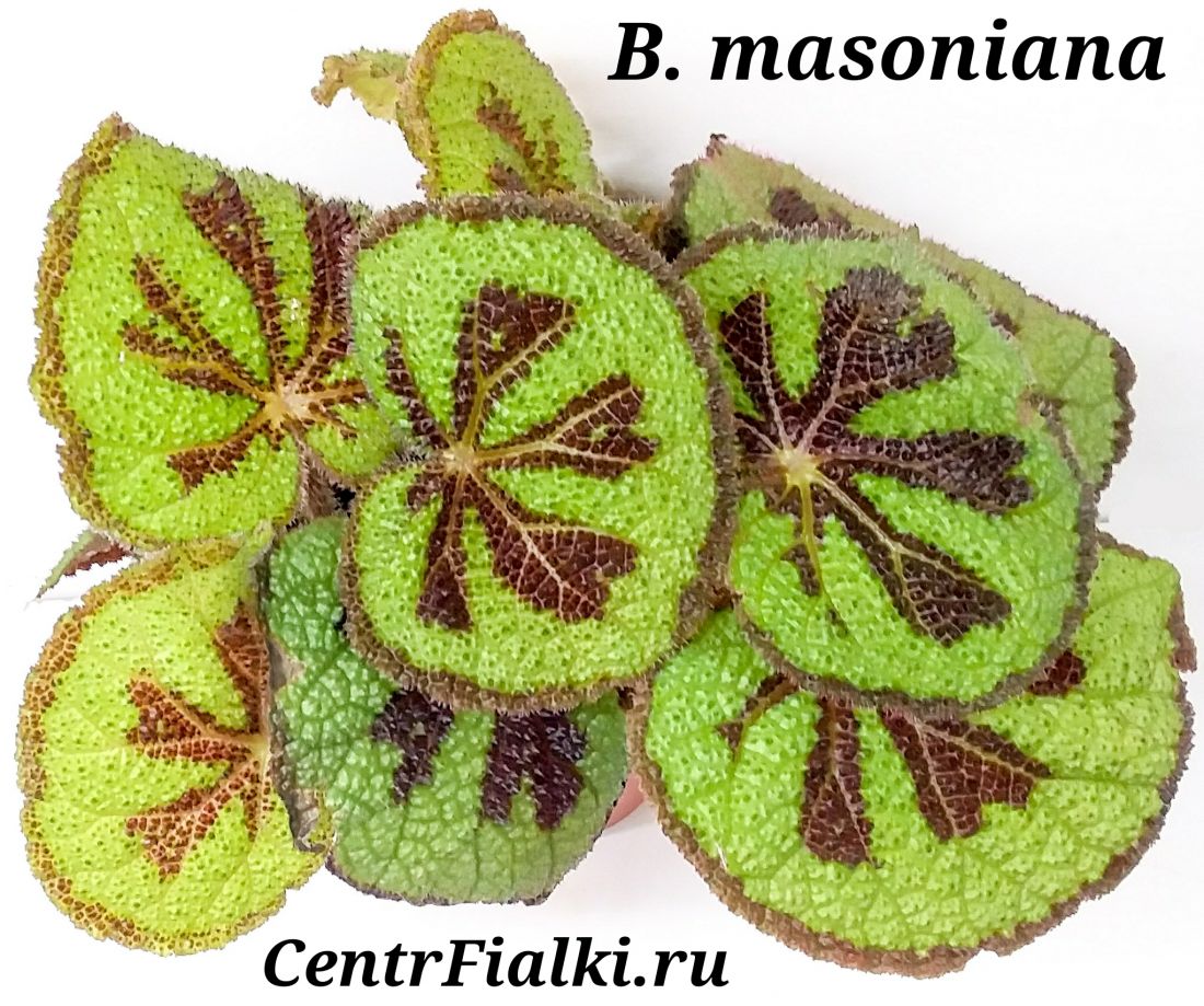 Бегония природная begonia masoniana