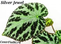 Бегония Silver Jewel взрослое растение