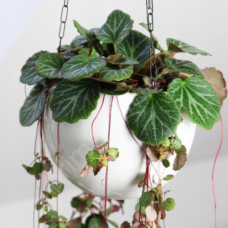 Камнеломка Плетеносная