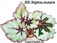 Бегония DS-Зеркальная детка