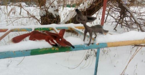 [Игрушка] Мастер-класс по вязанию крючком Лис Абрикос (Юлия Шеенко)