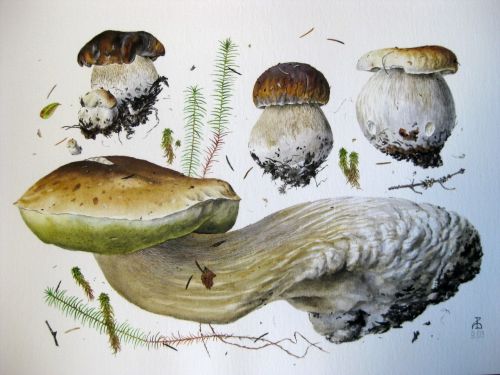 [Lectoroom] Ботаническая живопись. Грибы (Александр Вязьменский)