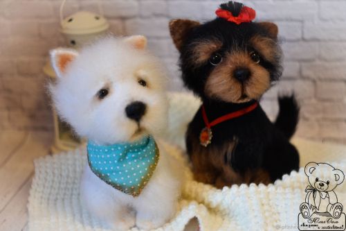 Йорк и вестик (Юлия Оголь)