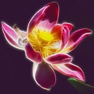 Цветок Романтики В Ба-Цзы (Ольга Ксагорари)