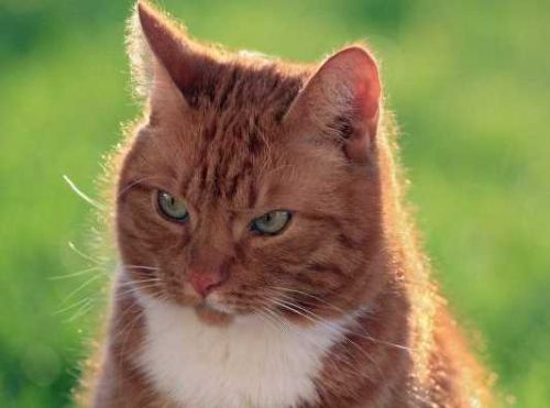 Кошки в поле семьи (Елена Веселаго)