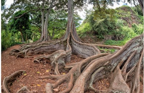 Полевая диагностика и атрибуция (Елена Веселаго)
