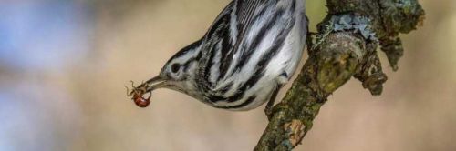 Полевая история болезни. Расстановки в помощь выздоровлению (Елена Веселаго)