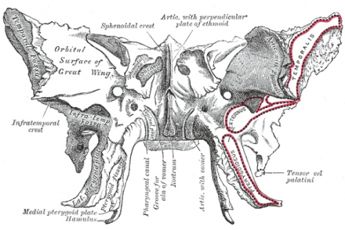 Мягкие техники работы с костями среднего отдела черепа (Игорь Атрощенко)