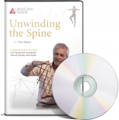 Расслабление позвоночника (Том Маерс)