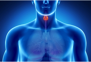 Возможности Су Джок терапии в эндокринологии. Занятие № 5. 17 марта 2020 г (Елена Макарова)