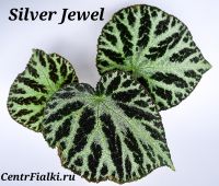 Бегония Silver Jewel