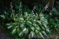 Хоста 'Вайервинд' / Hosta 'Whirlwind'