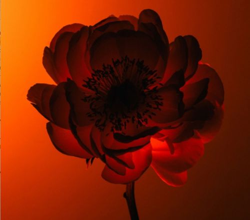 Продвижение (Полина Вашингтон)