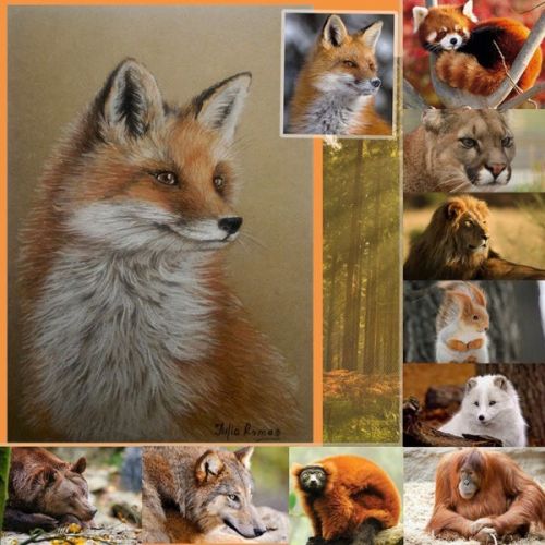 Курс 'Итальянский рисунок: Дикие животные' (Юлия Ромас)