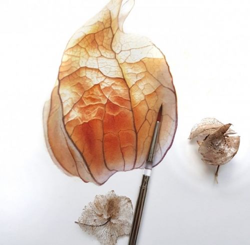 Физалис акварелью (Светлана Ланс)