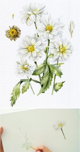 Белые цветы. Акварель (Татьяна Ширбидова)