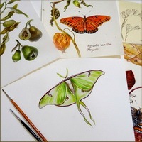 Бабочка в ботанической акварели (Светлана Винникова (Лансе))