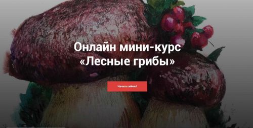 [Kalacheva School] Мини-курс «Лесные грибы» (Евгения Мельникова)